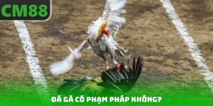 Đá Gà Có Phạm Pháp Không? Hướng Dẫn Cách Chơi An Toàn